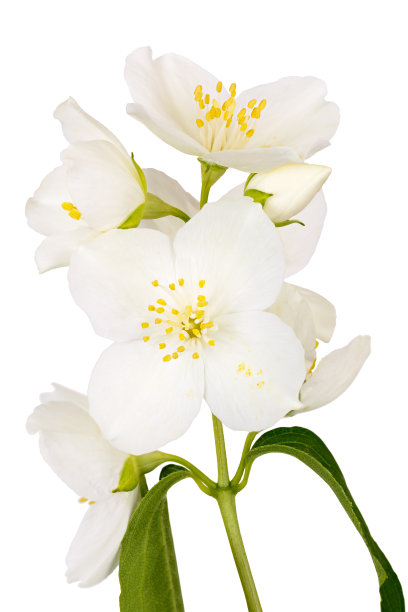 分枝有茉莉花和叶孤立在白色图片下载