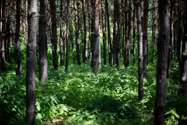 森林中的树木被荨麻包围图片下载