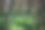 森林中的树木被荨麻包围图片下载