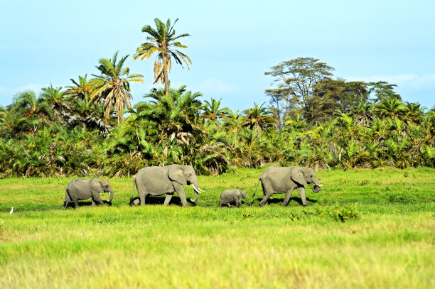 安博塞利大象图片下载