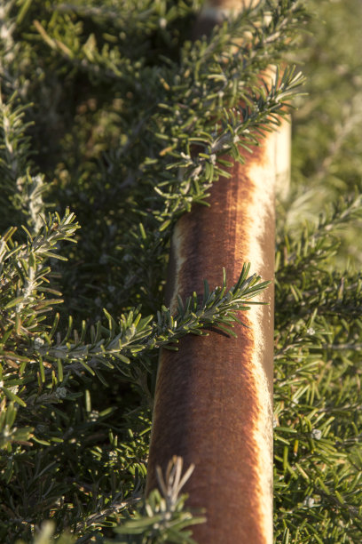 迷迭香图片下载