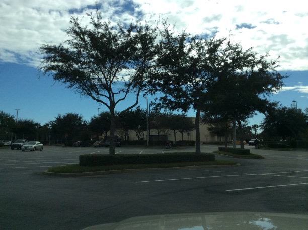 两棵树图片下载