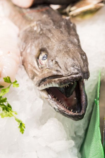 新鲜的鱼图片下载