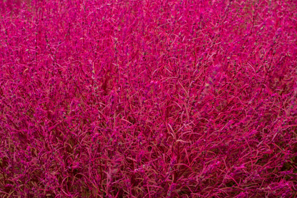 粉红色的背景图片下载