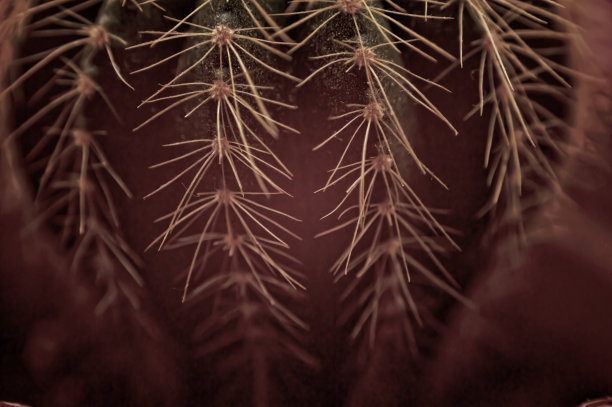 仙人掌——关闭图片下载