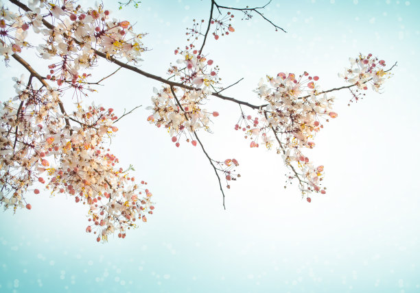 粉红色的樱花花朵图片下载