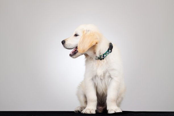 6周大的拉布拉多犬图片下载