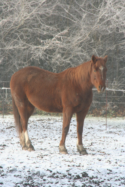 马在冬天。图片下载