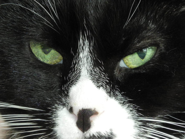 猫脸的特写镜头图片下载