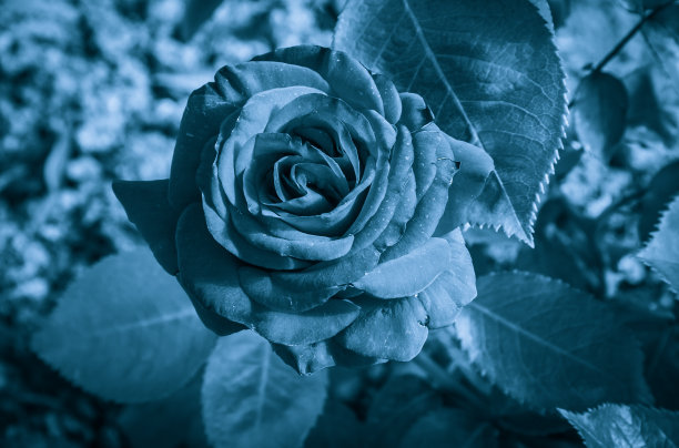 蓝色玫瑰图片下载