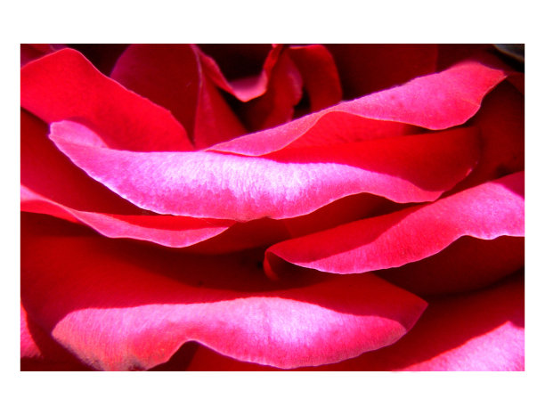 红色的花瓣图片下载