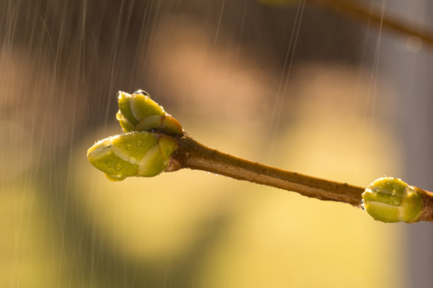 近距离发芽带小雨滴图片下载