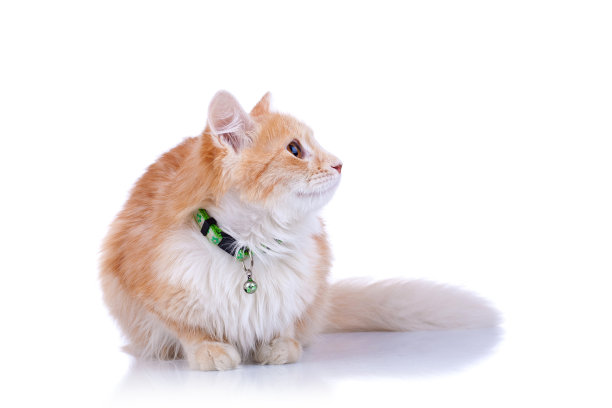 一只抬头的猫的侧面图片下载