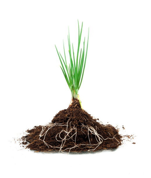 新芽和污垢分离于白色(洋葱)图片下载