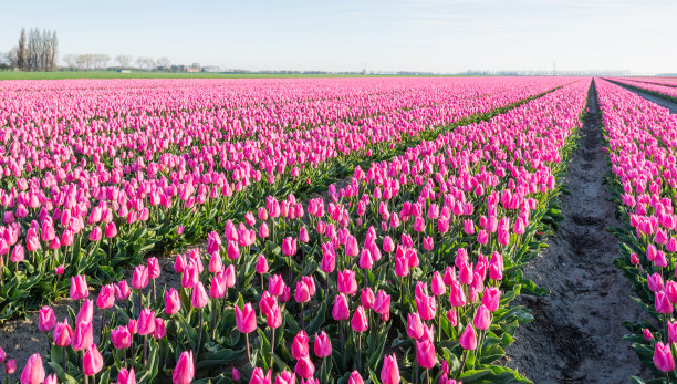 田野里粉红色的郁金香长排盛开图片下载
