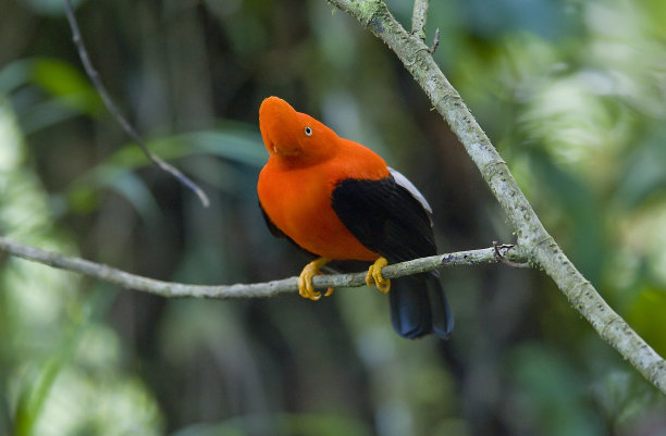 安第斯山脉的公鸡图片下载