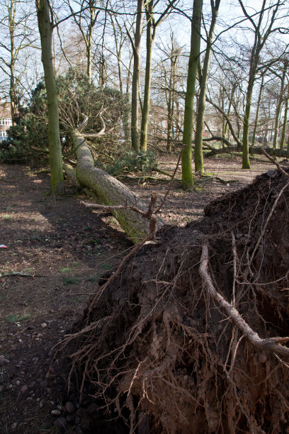 倒下的树图片下载