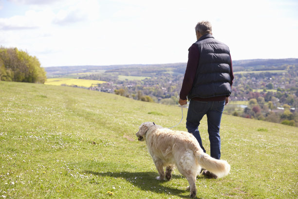 人带金毛猎犬散步的后视图图片下载