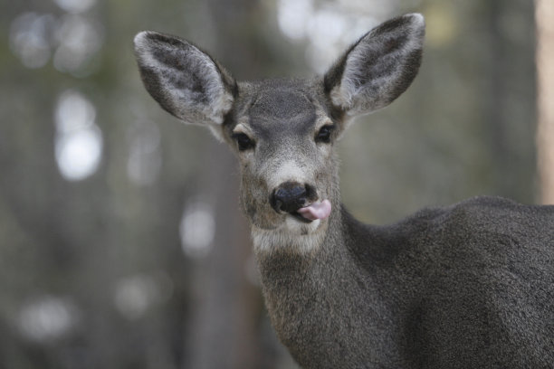 麋鹿伸出舌头自然野生动物有趣图片下载