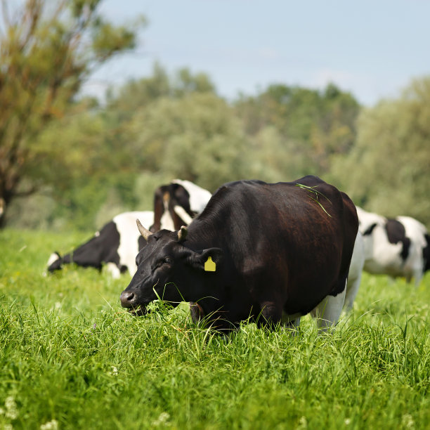 夏日牧场上的奶牛。图片下载