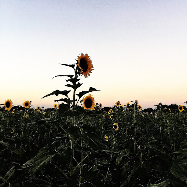向日葵图片下载