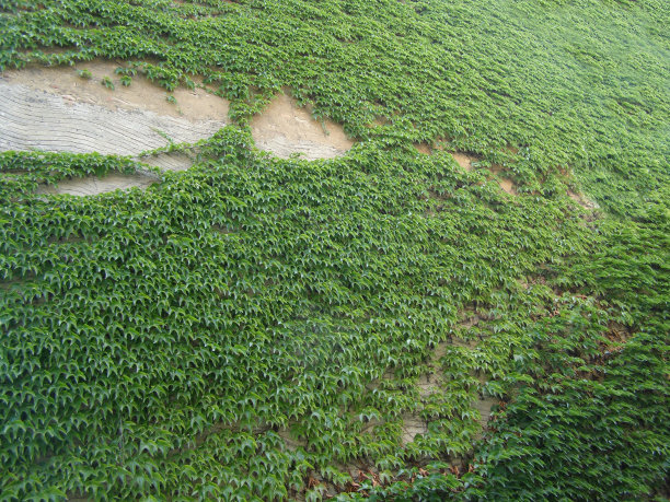 艾薇。图片下载