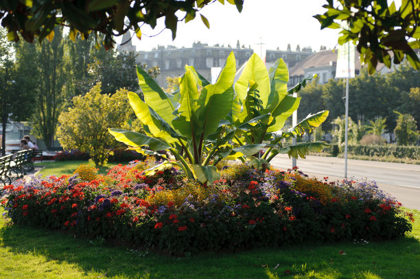 洛桑的观点图片下载