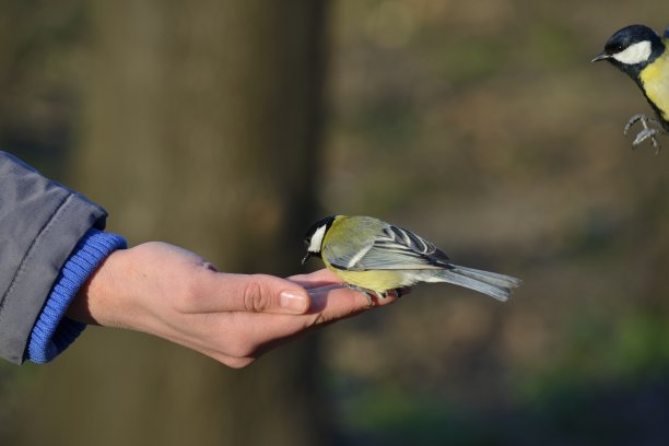 大山雀站在人手上进食图片下载