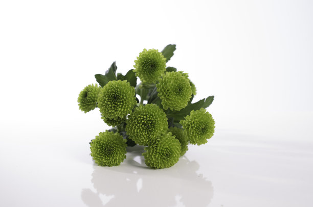 植物的绿色图片下载