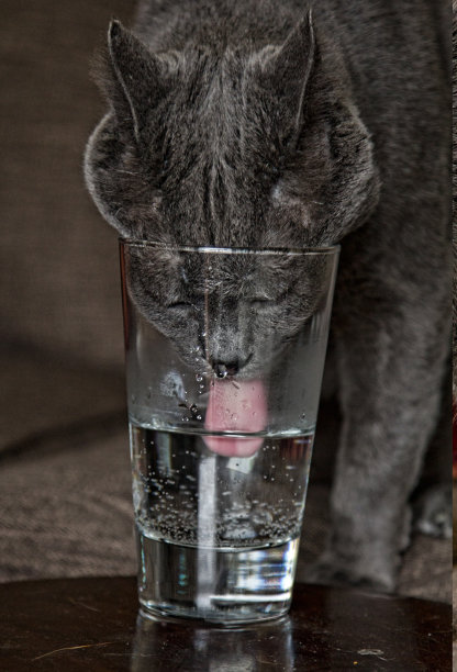 猫从杯子里喝水图片下载