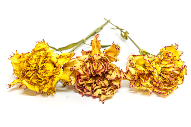 彩色保存三康乃馨孤立在白色背景图片下载