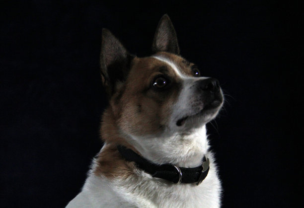 黑头犬图片下载