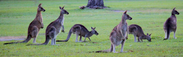 细心Wallabees图片下载