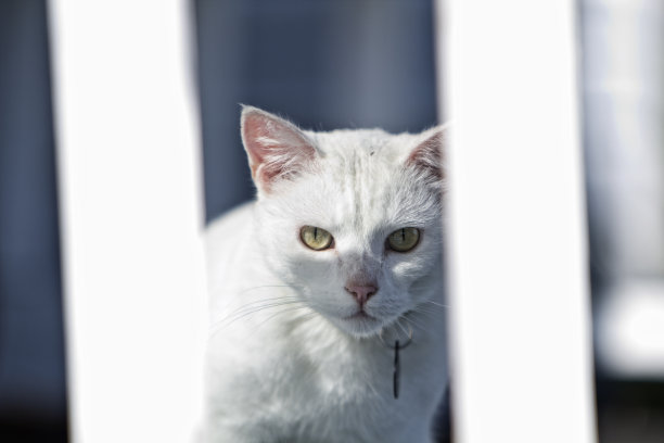 白猫往外看图片下载