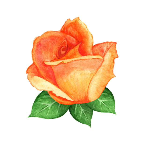 水彩珊瑚玫瑰花与绿色的叶子图片下载