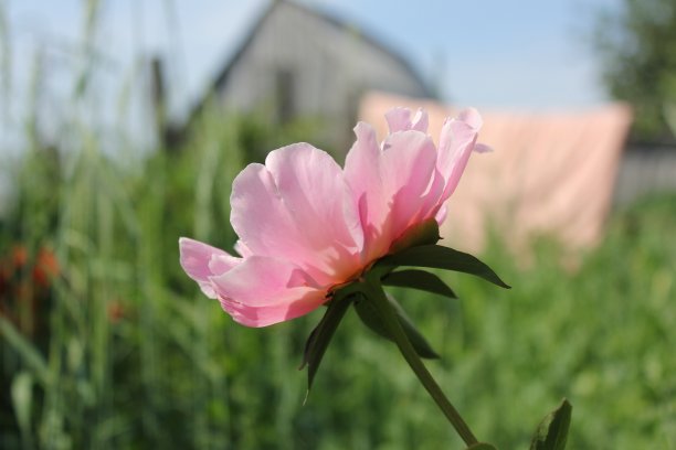 ？？？?图片下载