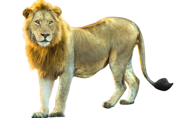 狮子孤立图片下载