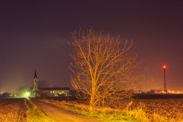 中间的树图片下载
