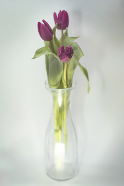 玻璃花瓶里的紫色郁金香图片下载