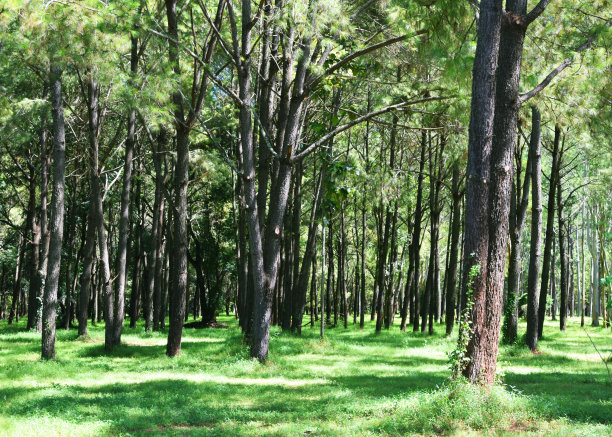 森林的树木图片下载