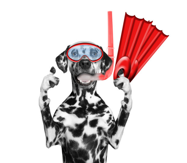 暑假里狗狗潜水图片下载