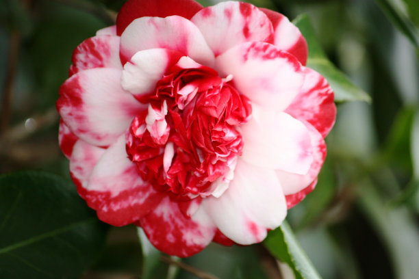 山茶花红白相间，充满春意图片下载