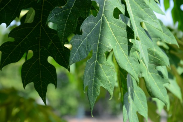 木瓜树图片下载