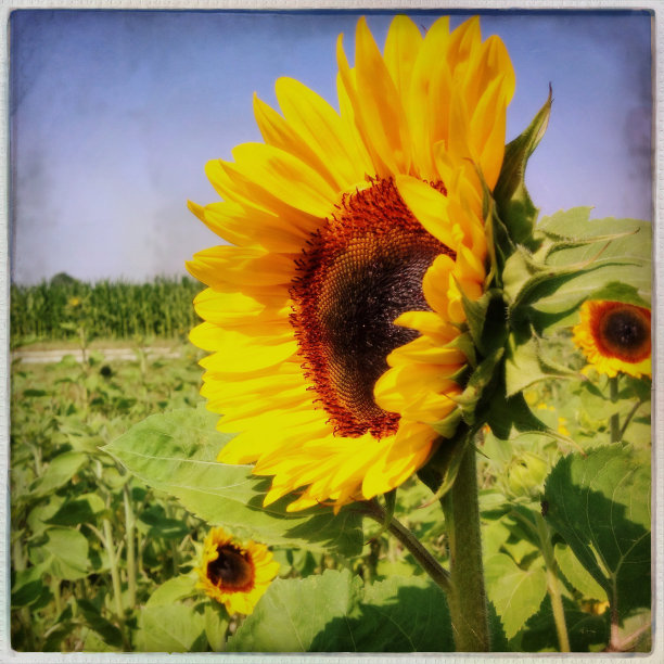 向日葵图片下载