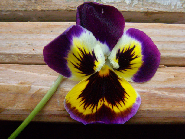 春天的花图片下载