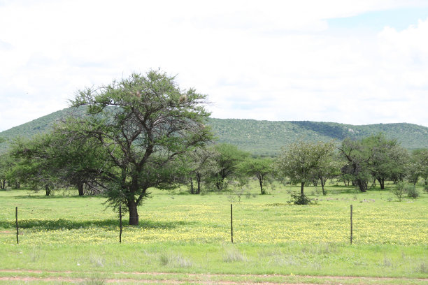 绿色景观靠近Etosha国家公园，雨季，纳米比亚，非洲图片下载