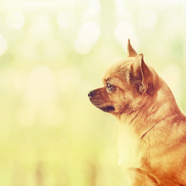 红吉娃娃站在窗台上。图片下载