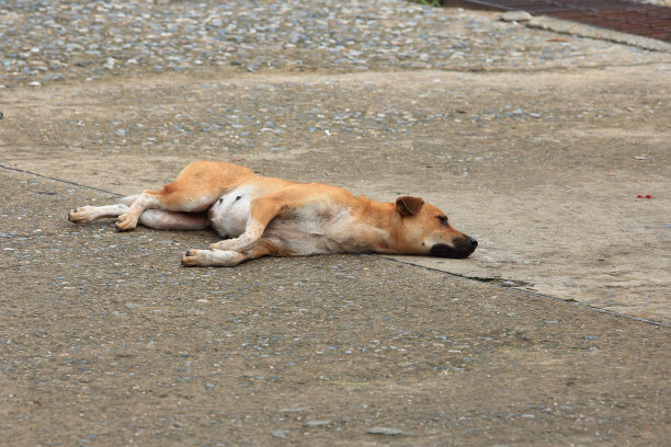 流浪狗在睡觉。图片下载