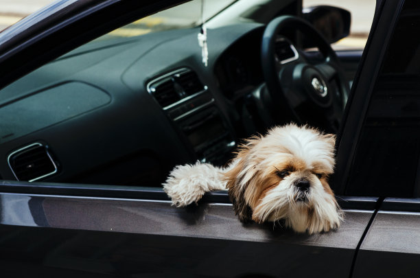 狗看着窗外的车图片下载