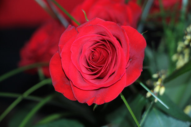 美丽的红玫瑰和绿色的叶子图片下载